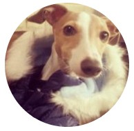 Как создать произвольный каталог членов сообщества в BuddyPress